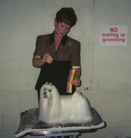 339-23- 199908 Sedalia Dog Show